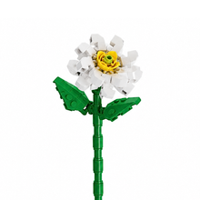 Charger l'image dans la galerie, fleurs tige bloc de construction Marguerite luginae

