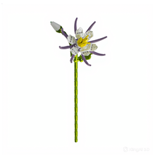 Charger l'image dans la galerie, fleurs tige bloc de construction Ancolie des Alpes luginae
